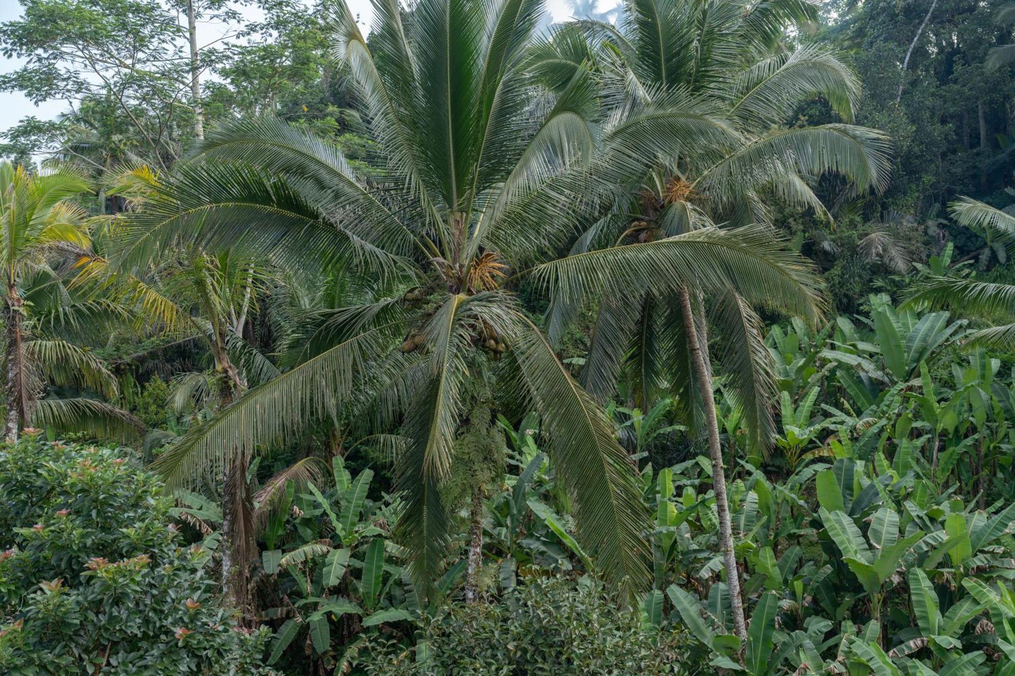 Gunung Kawi Villa Tegallalang  Exteriör bild