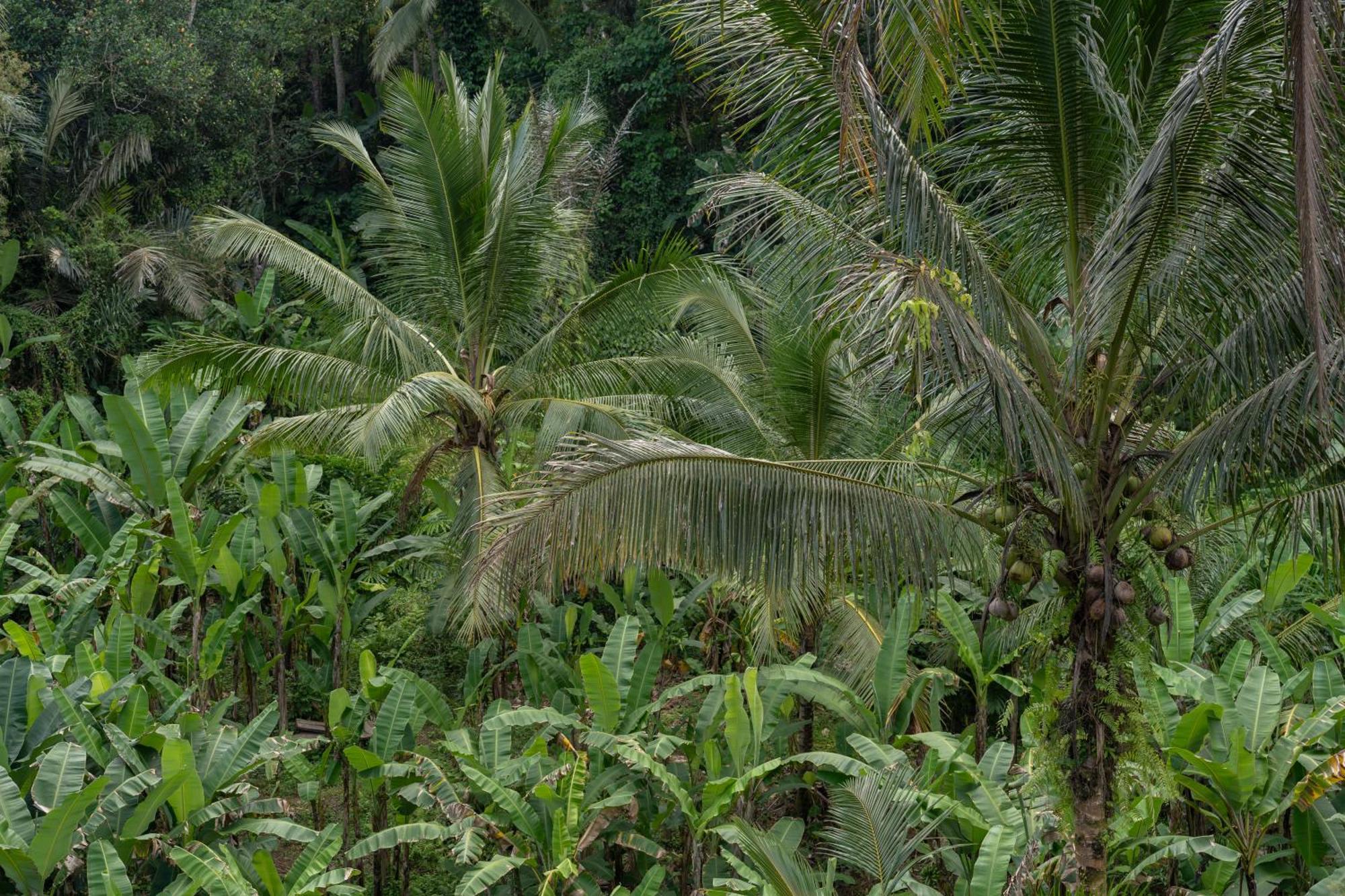 Gunung Kawi Villa Tegallalang  Exteriör bild