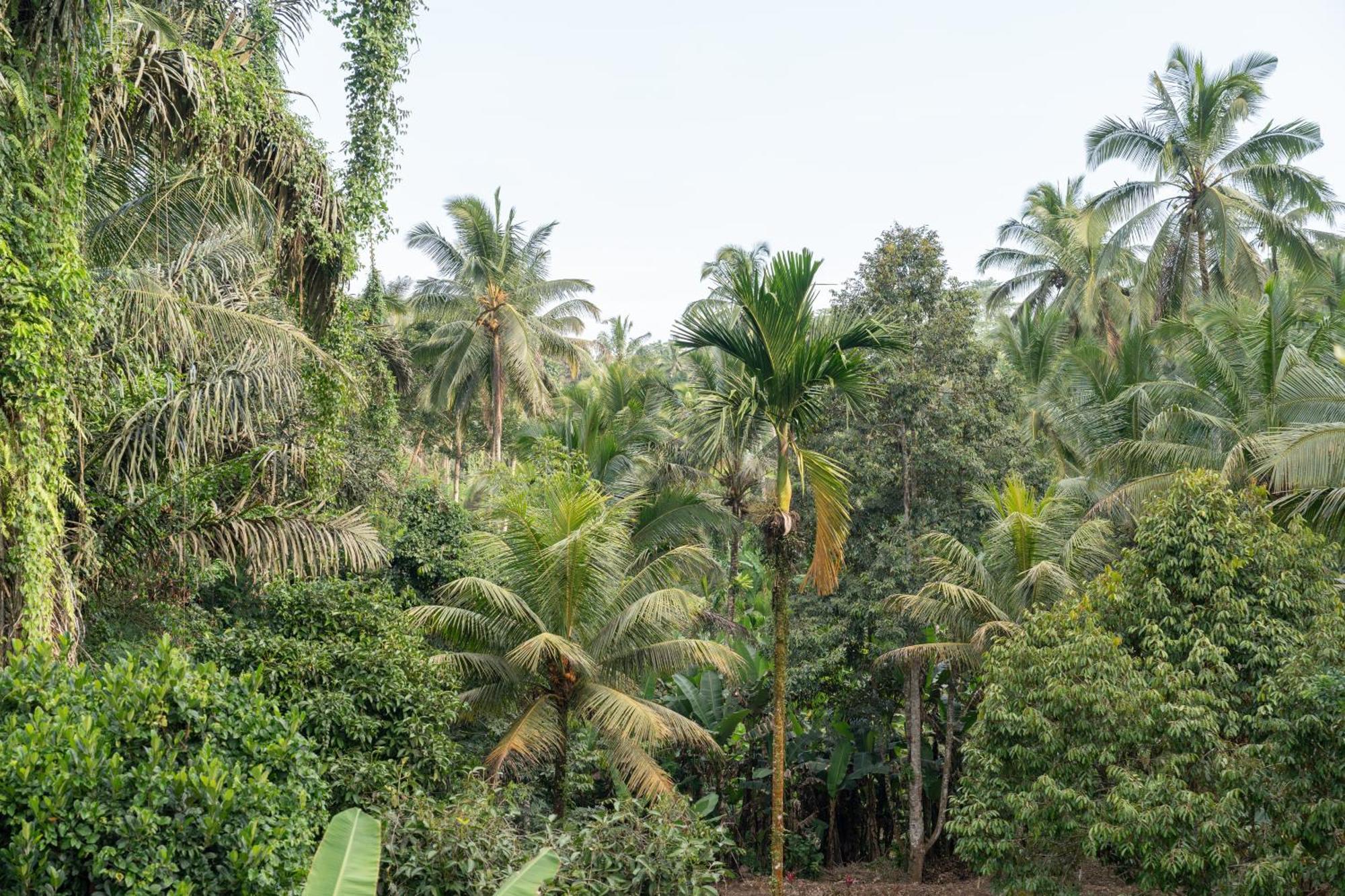 Gunung Kawi Villa Tegallalang  Exteriör bild