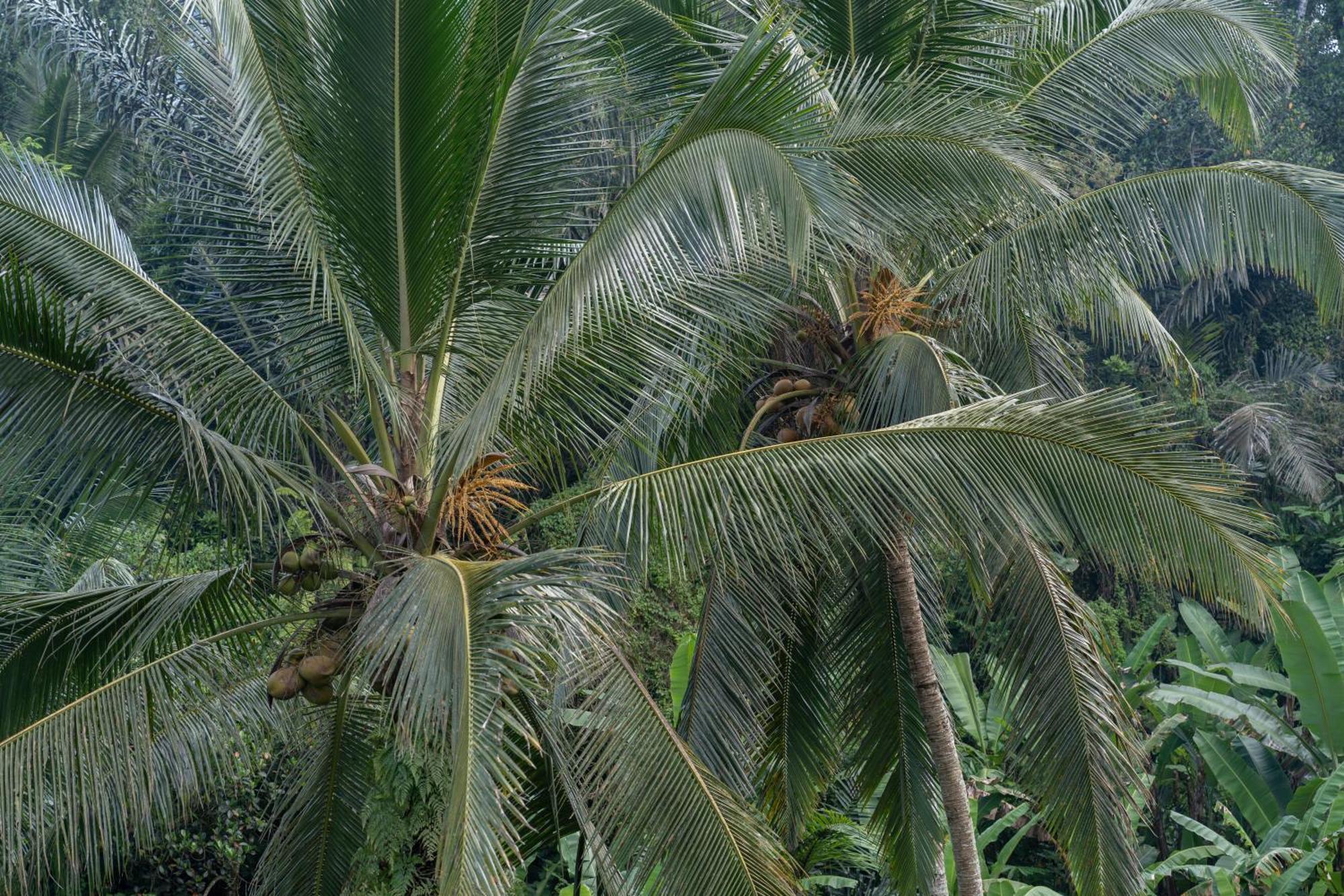 Gunung Kawi Villa Tegallalang  Exteriör bild